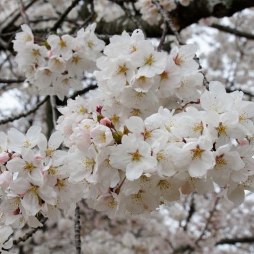 Mont Wakakusa (Nara), Cerisiers en fleurs au printemps