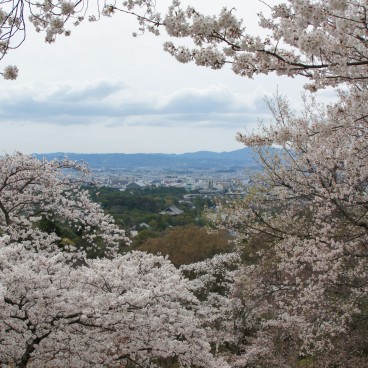 Mont Wakakusa (Nara), Vue sur Nara encadrée de cerisiers en fleurs