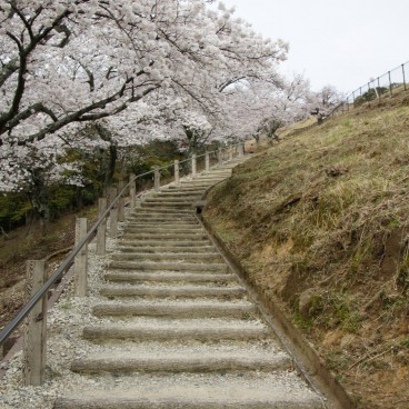 Mont Wakakusa (Nara), Chemin de randonnée sous les cerisiers en fleurs 2