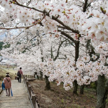Mont Wakakusa (Nara), Chemin de randonnée sous les cerisiers en fleurs