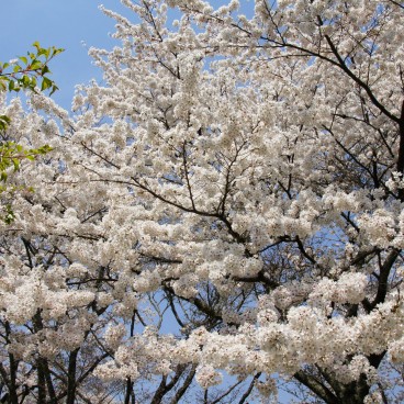 Mont Yoshino, Détail des cerisiers en fleur