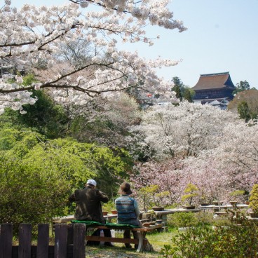 Mont Yoshino, Exposition de bonsaïs sous les cerisiers en fleur au printemps