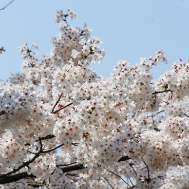 Mont Yoshino, Détail des cerisiers en fleur 3