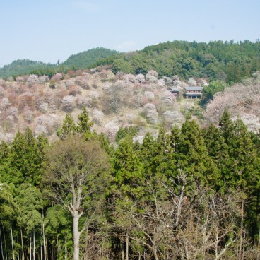 Mont Yoshino, Vue de la montagne couverte de cerisiers en fleur au printemps 2