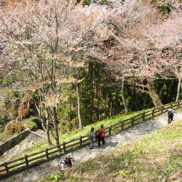 Mont Yoshino, Chemin sous les cerisiers en fleur au printemps