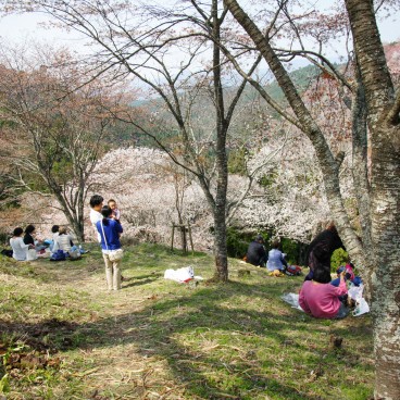 Mont Yoshino, Visiteurs en plein Ohanami sous les cerisiers en fleur au printemps 2