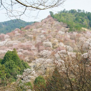 Mont Yoshino, Vue de la montagne couverte de cerisiers en fleur au printemps 3