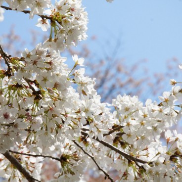 Mont Yoshino, Détail des cerisiers en fleur 2
