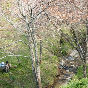 Mont Yoshino, Visiteurs en plein Ohanami sous les cerisiers en fleur au printemps 5