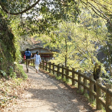 Mont Yoshino, Chemin sous les cerisiers en fleur au printemps 2