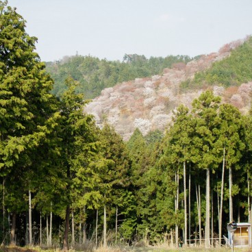 Mont Yoshino, Vue de la montagne couverte de cerisiers en fleur au printemps 4