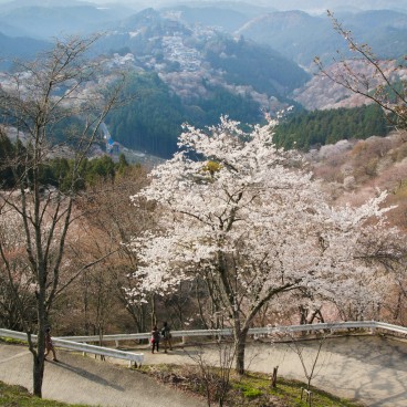 Mont Yoshino, Vue de la montagne couverte de cerisiers en fleur au printemps 5
