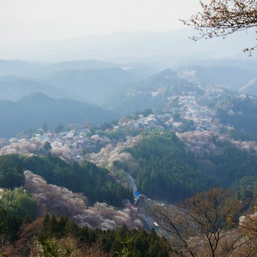 Mont Yoshino, Vue de la montagne couverte de cerisiers en fleur au printemps 6