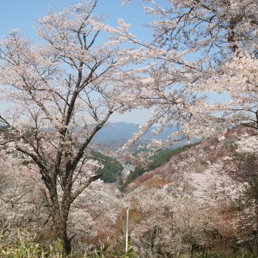 Mont Yoshino, Vue de la montagne couverte de cerisiers en fleur au printemps 7