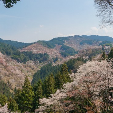 Mont Yoshino, Vue de la montagne couverte de cerisiers en fleur au printemps depuis Yoshimizu-jinja