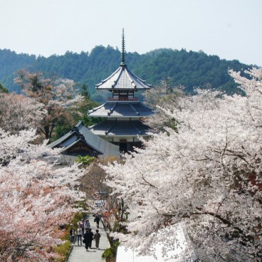Mont Yoshino (Nara), temple de l'ancienne capitale de la Cour du Sud avec cerisiers en fleurs