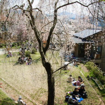Mont Yoshino, Visiteurs en plein Ohanami sous les cerisiers en fleur au printemps