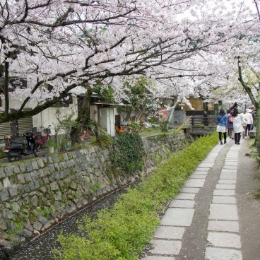 Chemin du Philosophe à Kyoto pendant la floraison des cerisiers au printemps 2