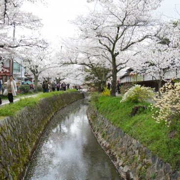Chemin du Philosophe à Kyoto pendant la floraison des cerisiers au printemps 4