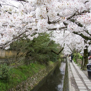 Chemin du Philosophe à Kyoto pendant la floraison des cerisiers au printemps 6