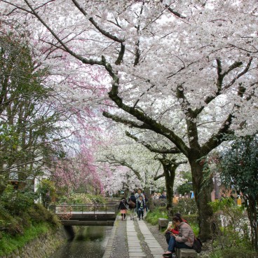 Chemin du Philosophe à Kyoto pendant la floraison des cerisiers au printemps 7