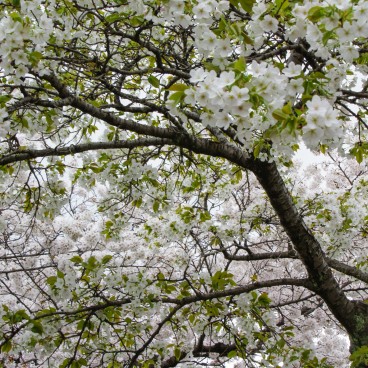 Chemin du Philosophe à Kyoto, Cerisiers en fleurs au printemps