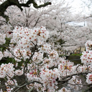 Chemin du Philosophe à Kyoto, Cerisiers en fleurs au printemps 2