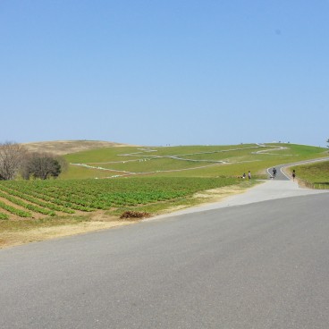 Hitachi Seaside park (Ibaraki) 3
