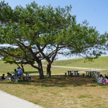 Hitachi Seaside park (Ibaraki) 6