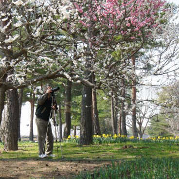 Hitachi Seaside park (Ibaraki), pruniers en fleur