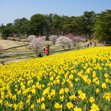 Hitachi Seaside park (Ibaraki), Floraison des narcisses