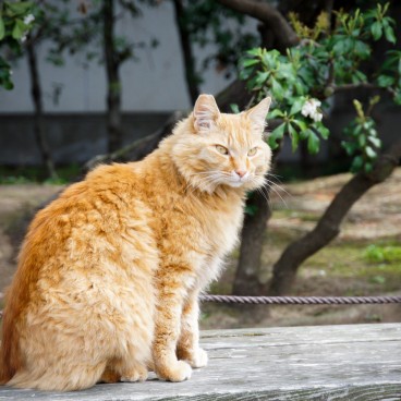 Chat au jardin Sankei-en à Yokohama