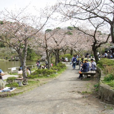 Le plan d'eau et cerisiers du jardin Sankei-en à Yokohama