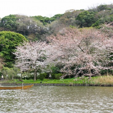 Cerisiers du jardin Sankei-en à Yokohama