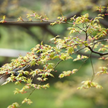 Branche d'érable au jardin Sankei-en à Yokohama