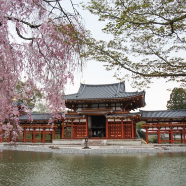 Temple Byodo-in à Uji, Pavillon du Phénix et cerisier pleureur au printemps