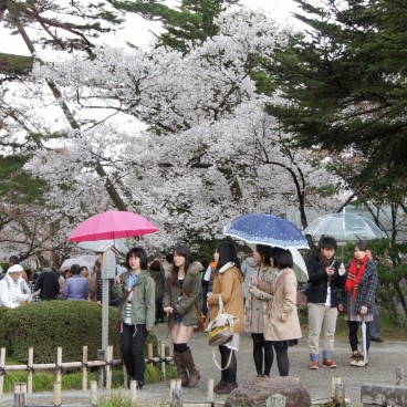 Jardin Kenrokuen à Kanazawa, Groupe de visiteurs pendant la saison des cerisiers en fleurs au printemps