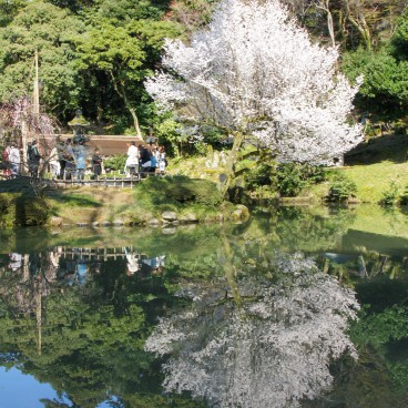 Jardin Kenrokuen à Kanazawa, Cerisier sakura se reflétant dans l'étang au printemps