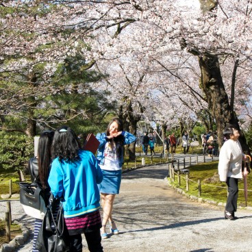 Jardin Kenrokuen à Kanazawa, Visiteurs prenant des photos sous les cerisiers en fleurs au printemps