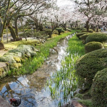 Jardin Kenrokuen à Kanazawa, Cours d'eau sous les cerisiers en fleurs au printemps