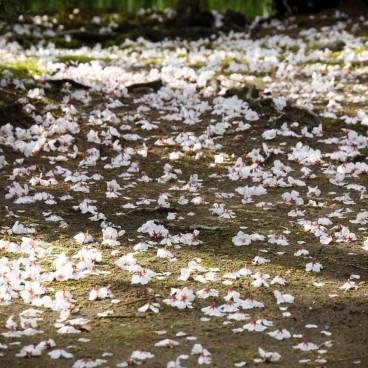 Jardin Kenrokuen à Kanazawa, Pétales de cerisiers dispersés au sol au printemps