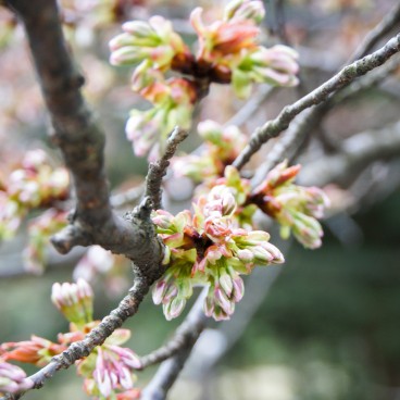 Jardin Kenrokuen à Kanazawa, Fleurs de cerisiers