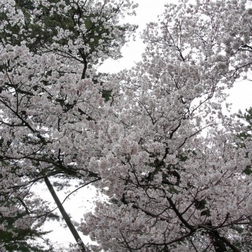 Jardin Kenrokuen à Kanazawa, Cerisiers en fleurs au printemps