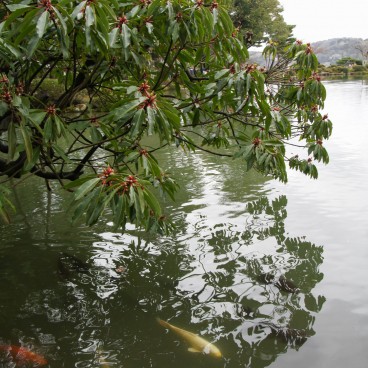 Jardin Kenrokuen à Kanazawa, Carpes koi dans l'étang