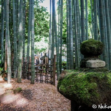 Temple Hokoku-ji à Kamakura, Bambouseraie 6