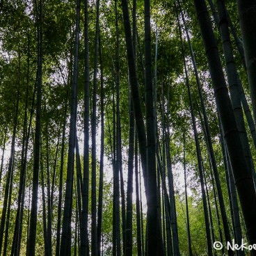 Temple Hokoku-ji à Kamakura, Bambouseraie 7