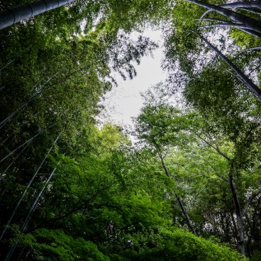Temple Hokoku-ji à Kamakura, Bambouseraie 9