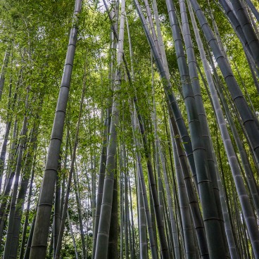 Temple Hokoku-ji à Kamakura, Bambouseraie 10