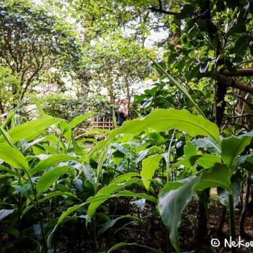 Temple Hokoku-ji à Kamakura, Jardin du temple 5