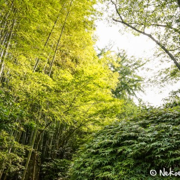 Temple Hokoku-ji à Kamakura, Bambouseraie 2